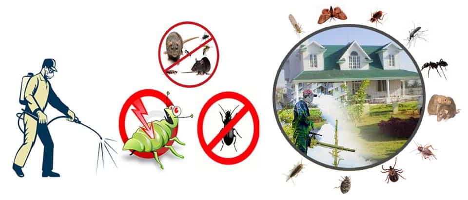 مكافحة الحشرات والقوارض 