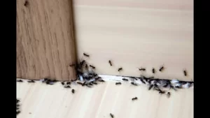 شركة مكافحة النمل 