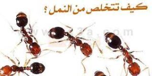 مكافحة النمل بالكويت